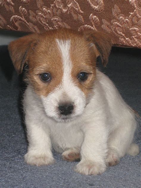 Baby brother Jack Russel for my 9 month old Jack Russel 