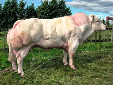 Kesemua 19 ekor lembu korban telah berjaya disembelih dan mula diagihkan kepada penduduk sekitar kampung semjumren, kemboja. Lembu "Sado" Semakin Tinggi Permintaan. - OnTrenz