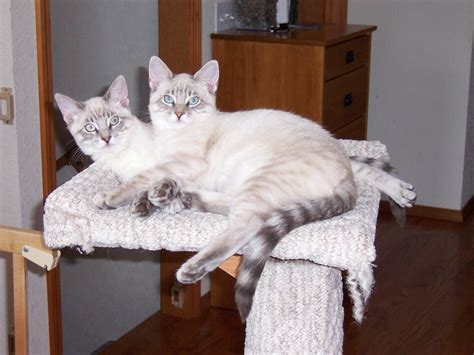 Possible Lynx Point Siamese