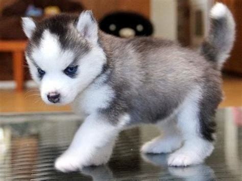 Either way, you cannot deny that these are some of the most adorable puppies in the world. cute husky puppies for sale - Dogs & Puppies - California - Free