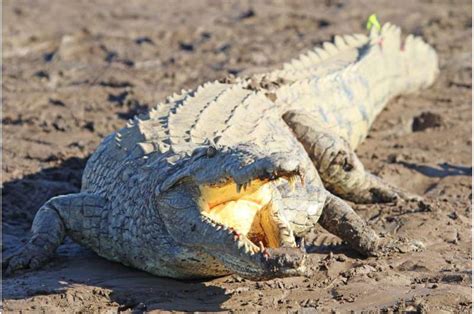 Perfluorinated Compounds Found In African Crocodiles American Alligators