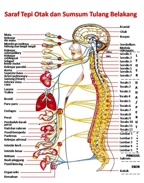 Impuls adalah rangsangan atau pesan yang diterima oleh reseptor dari lingkungan luar, kemudian dibawa oleh neuron. MENGENAL SUSUNAN SARAF MANUSIA | VISIUNIVERSAL