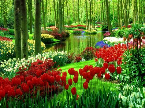 summer beautiful grass tulips garden nature lovely pretty water greenery nice trees flowe