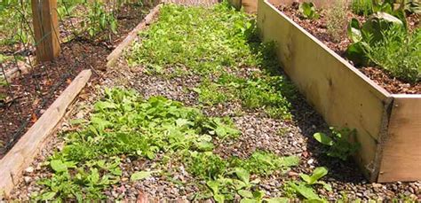 It is especially important to kill grass and weeds permanently to keep them from growing back from time to time creating nothing short of a menace for you! How to Kill Weeds Permanently, Get Rid of Weeds Forever.