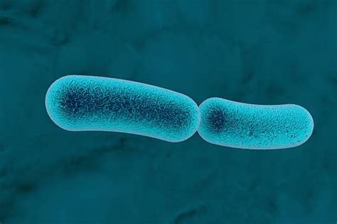 Klebsiella Stock Photos Pictures And Royalty Free Images Istock