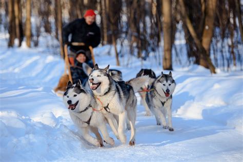 Top 5 Places To Dog Sled In Minnesota Boreal Community Media