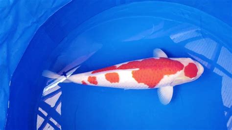 Momotaro koi farm won the grand champion of the 37th all japan young koi show 2021. Okayama Momotaro Koi: - YouTube