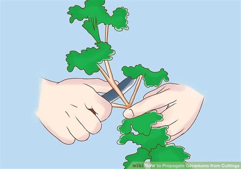 How To Propagate Geraniums From Cuttings 11 Steps With Pictures