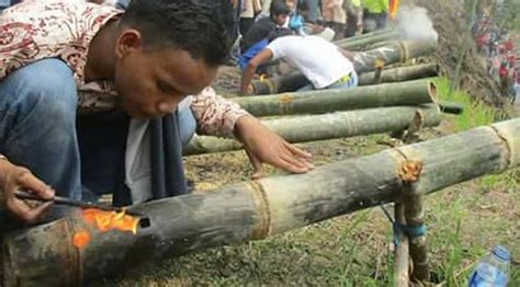 Beli benih porang online berkualitas dengan harga murah terbaru 2021 di tokopedia! Ribuan Meriam Bambu Pecahkan Rekor Dunia | Jurnalis Travel