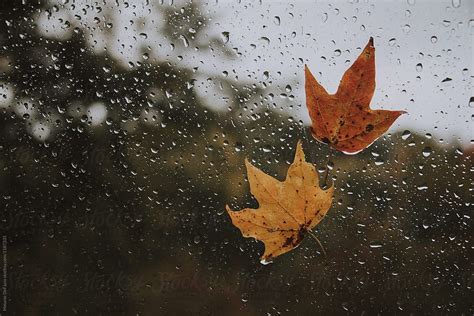 Two Maple Leaves Stuck To A Windshield On A Rainy Fall Day In 2020