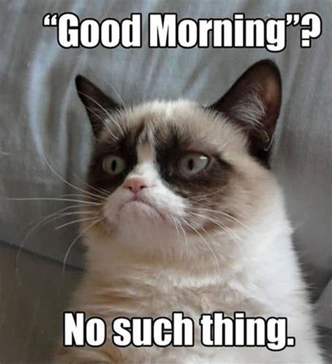 Monday Cat Meme Funny Image Photo Joke 12 Quotesbae