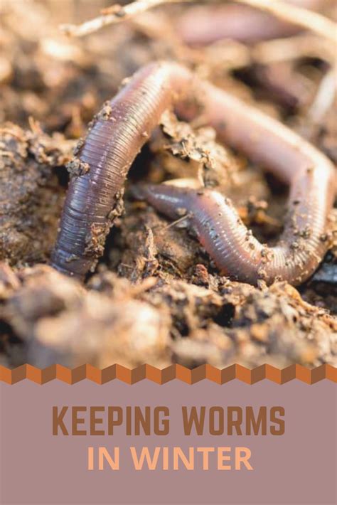 Worm Keeping In The Winter Farm And Garden Grit Worm Composting