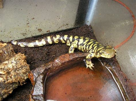 Tiger Salamander Care Sheet Wiki Reptiles Amino