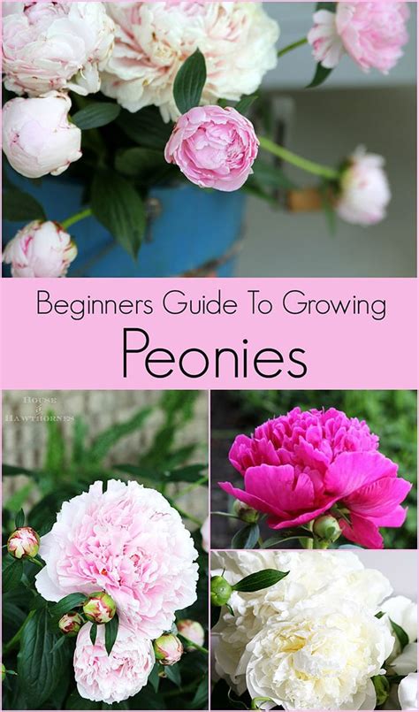 How To Grow Peonies Your Complete Guide House Of