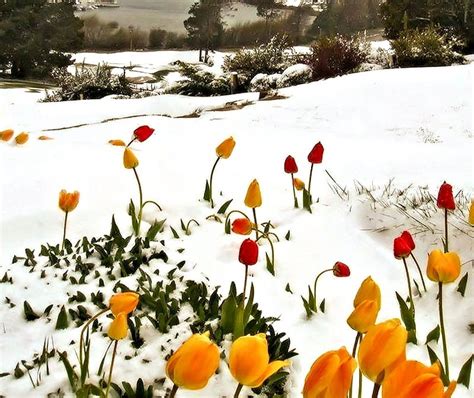 Tulips In The Snow Tulips Flowers Snow Nature Hd Wallpaper Peakpx