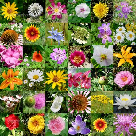 Different Flowers wallpapers (1024 x 1024 ) - Flower Wallpaper