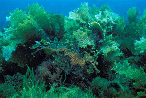 Leafy Sea Dragon Phycodurus Eques South Australia This Photograph