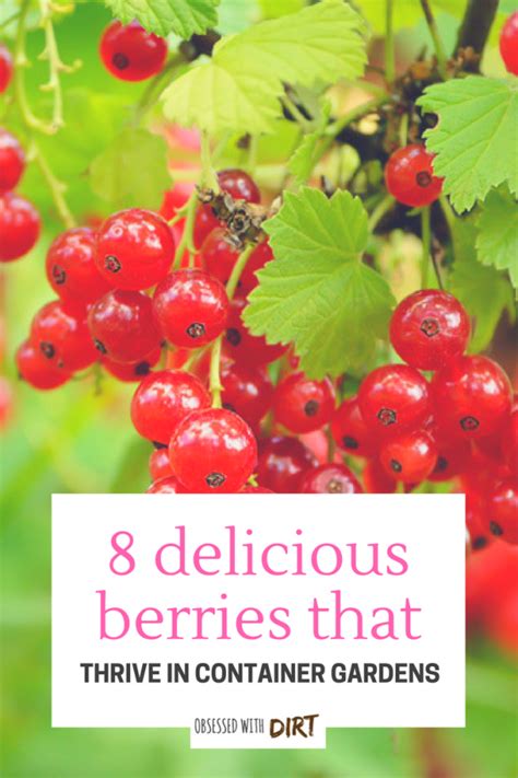 8 Best Berries To Grow In Containers For Incredible Flavor Home