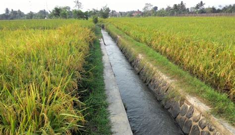 Sains dan teknologi dalam penanaman padi for more information and source, see on this link : 5 Teknologi Pertanian Diterapkan Di Indonesia ...