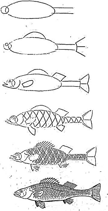 How To Draw A Simple Fish Step By Step With Pencil Part 4
