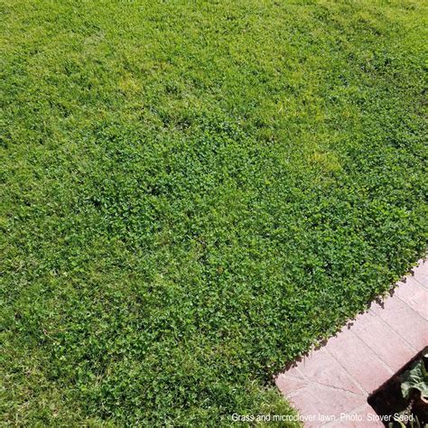 Planning A Micro Clover Lawn Laidback Gardener