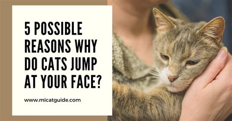 Why Is My Cat Jumping At My Face Reasons And Solutions Mi Cat Guide