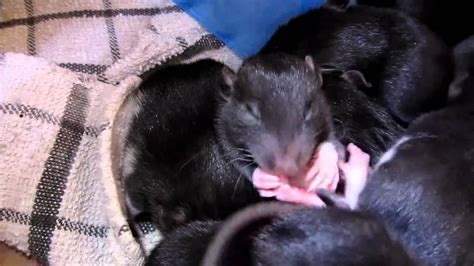 This food may not be as good as the. Baby rat likes its foot! - YouTube