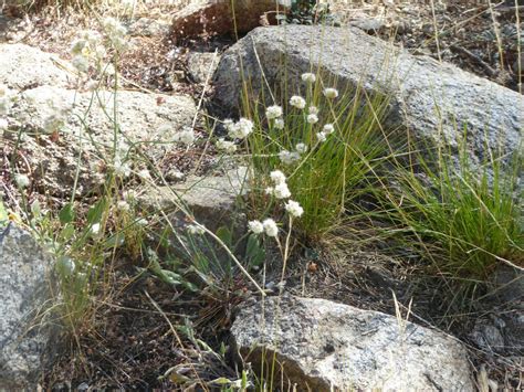 Naked Buckwheat From Summit Lake PCT Nevada County CA USA On August