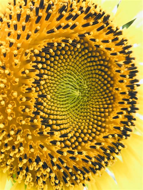 The sacred geometry of a sunflower : mildlyinteresting
