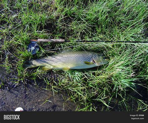 Brown Trout Image And Photo Free Trial Bigstock