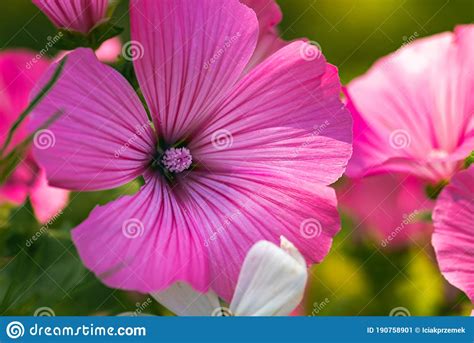 Pink Malva Silvestris Flower In Garden On Natural Background Stock