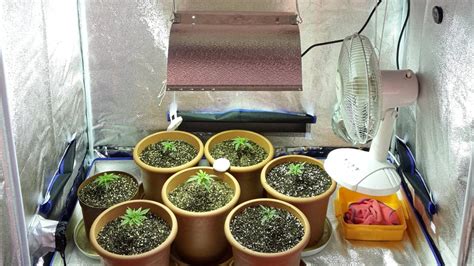 How To Grow Weed Indoors A Step By Step Guide For Beginners