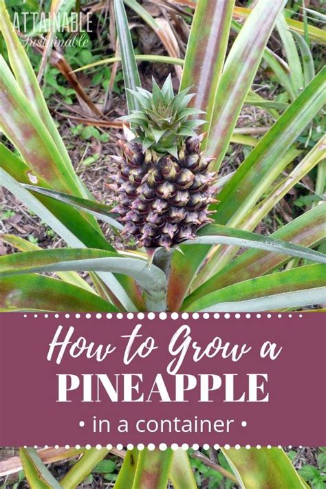 How To Grow A Pineapple Hint Its Easy Growing Fruit Trees Pineapple Plant Care Fruit Garden