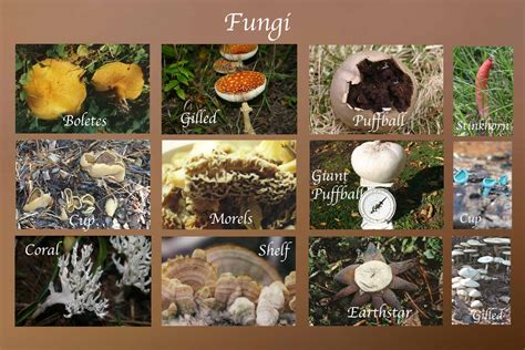 Fungi Definition Characteristics Types
