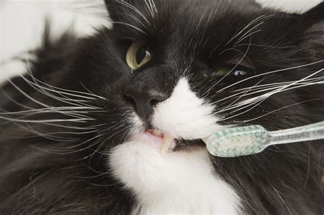 How To Brush Your Cats Teeth