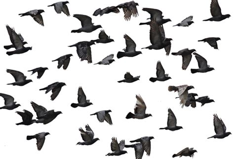 Group Flying Pigeon Png Clip Art Library