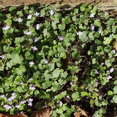 Kenilworth Ivy Leaved Toadflax Vine Flower Seed Lovely Ground Cover