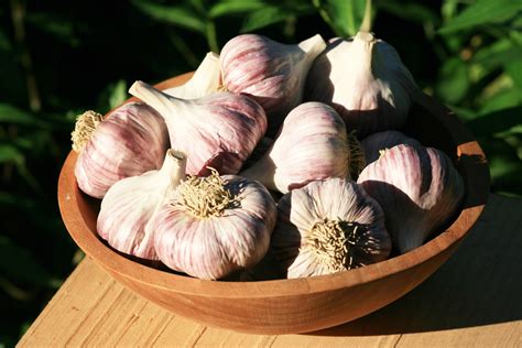 Chesnok Red Hardneck Garlic