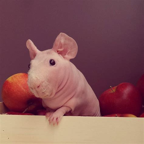 Hairless Guinea Pig Finds Internet Fame After His Naked Photos Are