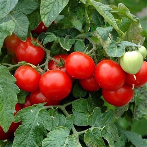 Jual Benih Seeds Bibit Large Red Cherry Tomato Tomat Ceri Besar Di
