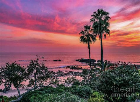 Vibrant Laguna Beach Palm Tree Sunset Photograph By Crystal Calla