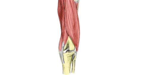 Hamstring Tendon Strain Symptoms Causes Treatment And Rehabilitation