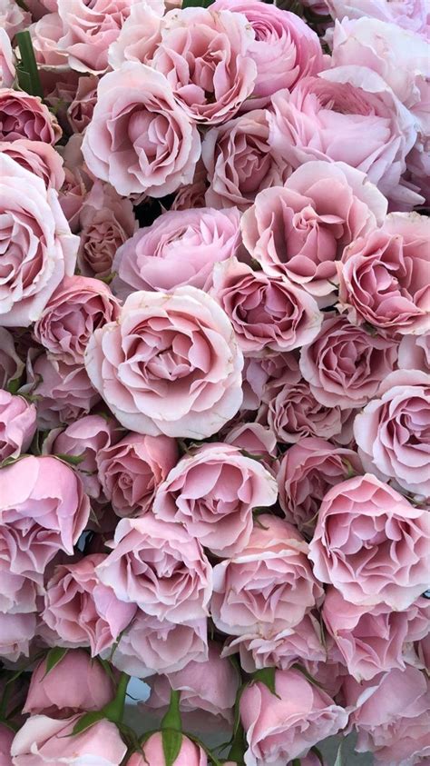 Maybe you would like to learn more about one of these? Pin by ACCIPIO on photography | Flower background iphone ...
