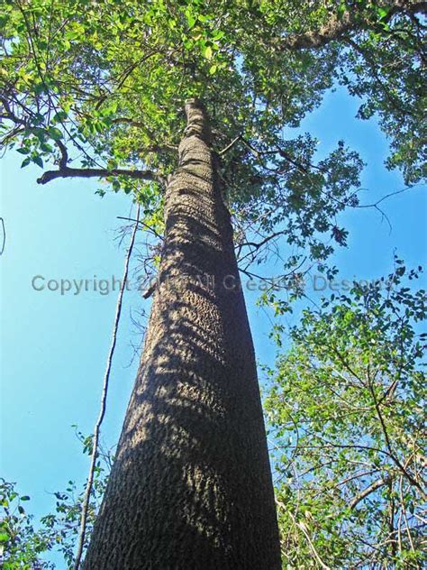 They are also important indicators of a healthy ecosystem and provide valuable environmental benefits such as pest control and pollination. Trees Australia Identification Pictures, Photos, Images ...