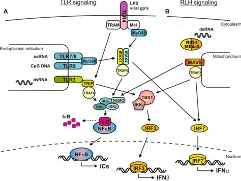 Signaling Pathways Of Toll Like Receptors And Rig I Like Helicases