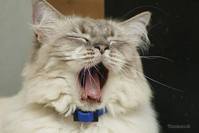 A periodic sneeze in a cat is normal and no genuine cause for alarm. Why is My Cat Coughing: Heartworm Associated Respiratory ...