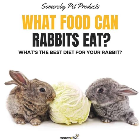 What Can Rabbits Eat The Somerzby Guide To Feeding Your Bunnies