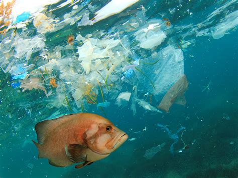 Plast Dreper én Million Sjøfugl Hvert år