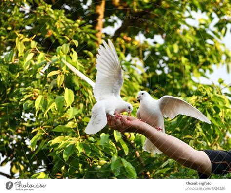 Two White Pigeons Eat Their Loving Breeder Directly From The Hand A