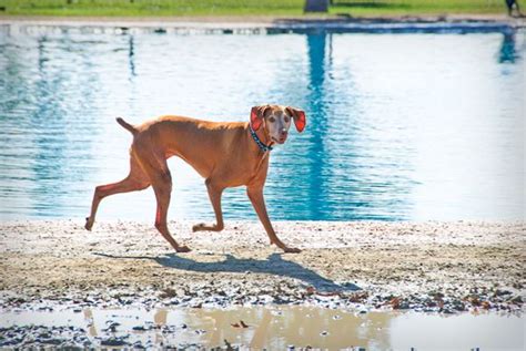 10 Amazing Dog Parks You Need To See In Your Lifetime Dog Park Best